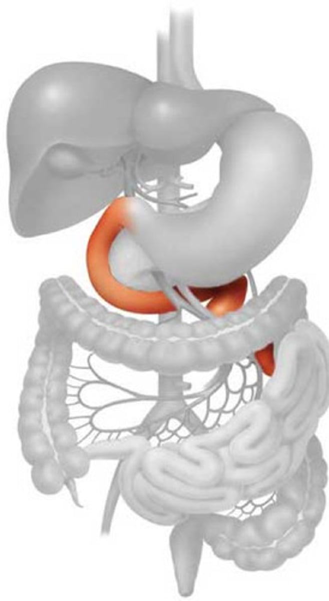 <p>The pancreatic duct connects the common bile duct... which then empties into what?</p>