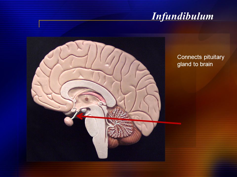 <p>connects hypothalamus and pituitary gland</p>