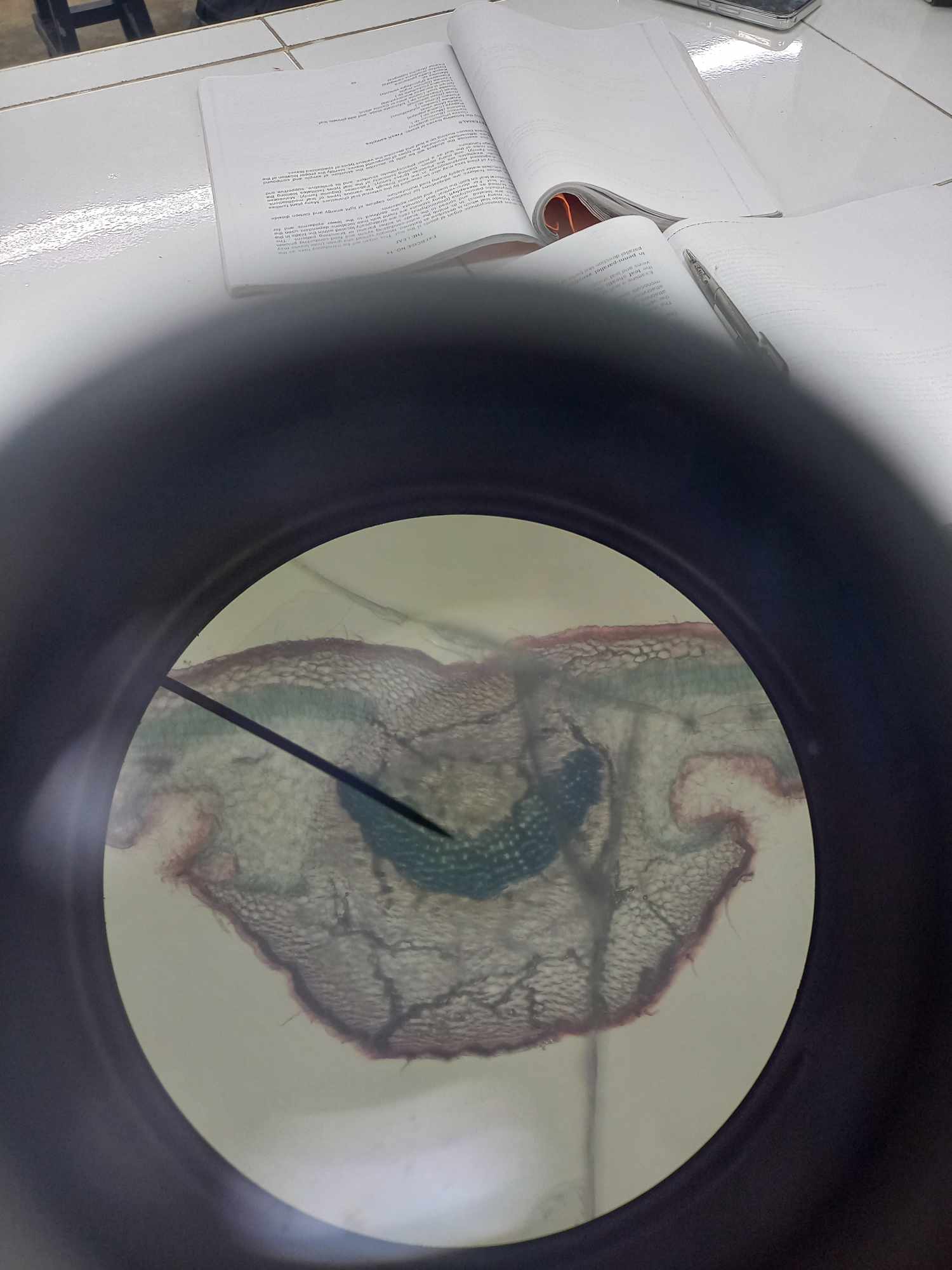 <p>identify the specimen</p>