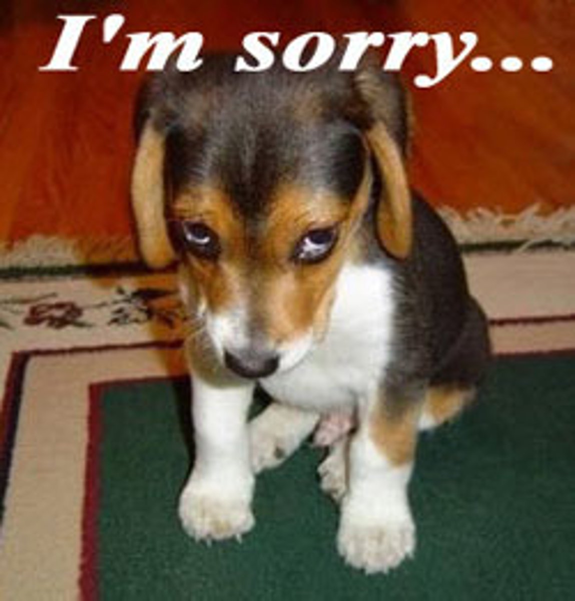 <p>feeling sorrow or regret</p>