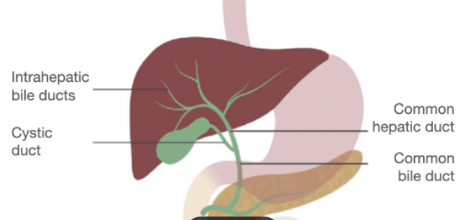 <p>A tube connecting your gallbladder to the main bile duct.</p>