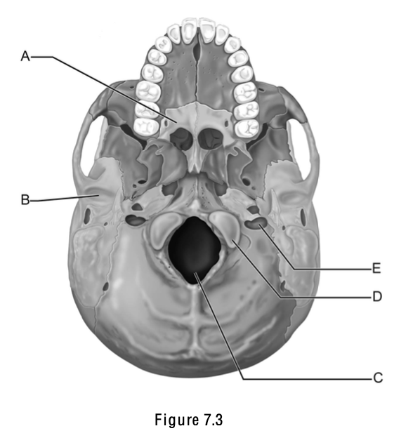 <p>Match the following w/ the correct letter on the skull; <strong><em>Foramen magnum</em></strong></p>