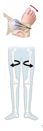 <p>name this femoral movement</p>