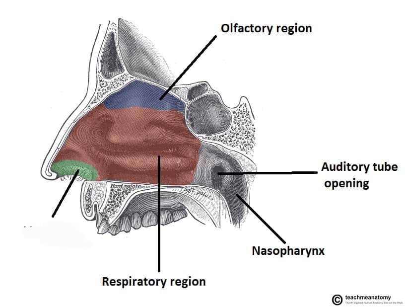 <p>anterior region of nasal cavity, nearby vibrissae hairs</p>