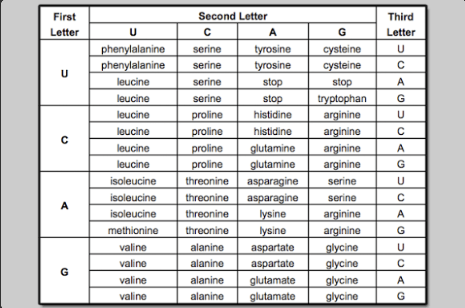 <p><span>What is the correct amino acid sequence for the mRNA code AUGCCAGUAUGA?</span></p><p><span>Met-Pro-Val-Stop</span></p><p><span>Met-Pro-Arg-Stop</span></p><p><span>Tyr-Gly-His</span></p><p><span>Tyr-Gly-Arg-His</span></p>