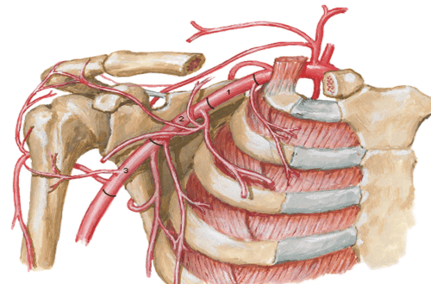 <p>Parts (in relationship to the pectoralis minor m.)</p><p>-1st part: between lateral border of 1st rib and medial border of pectoralis minor m.</p><p>-2nd part: posterior to pectoralis minor m.</p><p>-3rd part: between lateral border of pectoralis minor m. and inferior border of teres major m.</p>