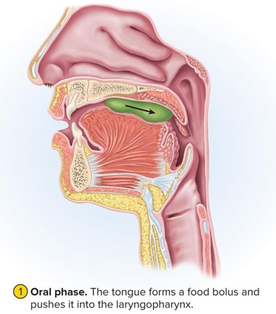 <p>A complex action involving over 22 muscles in the mouth, pharynx, and esophagus.</p>