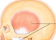 <p>elevate and retract mandible </p>