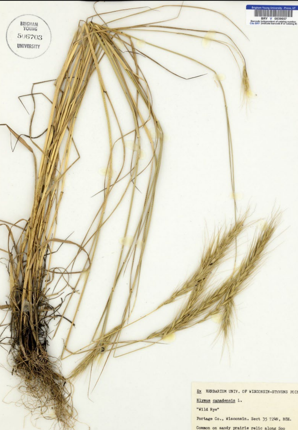 <p>Long, flexible awn</p><p>2 spikelets per node</p><p>needle glume</p>