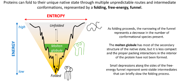 <p>Spontaneous folding of proteins</p>