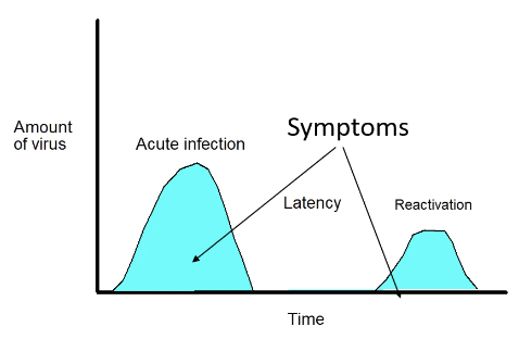 <p>latent infection</p>