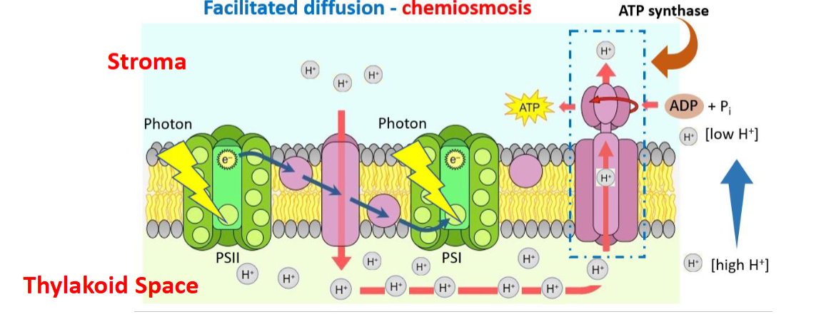 <p>function of ATP synthase</p>