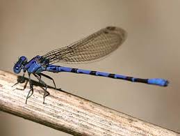 <p>Damselfly</p>