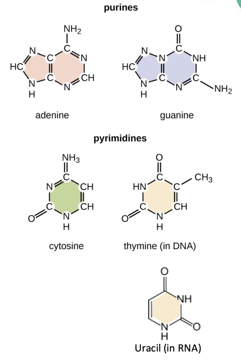 <p>purines - double ring structure </p><ul><li><p>include adenine and guanine</p></li></ul><p>pyrimidines - single ring structure</p><ul><li><p>thymine, uracil, cytosine</p></li></ul><p></p>