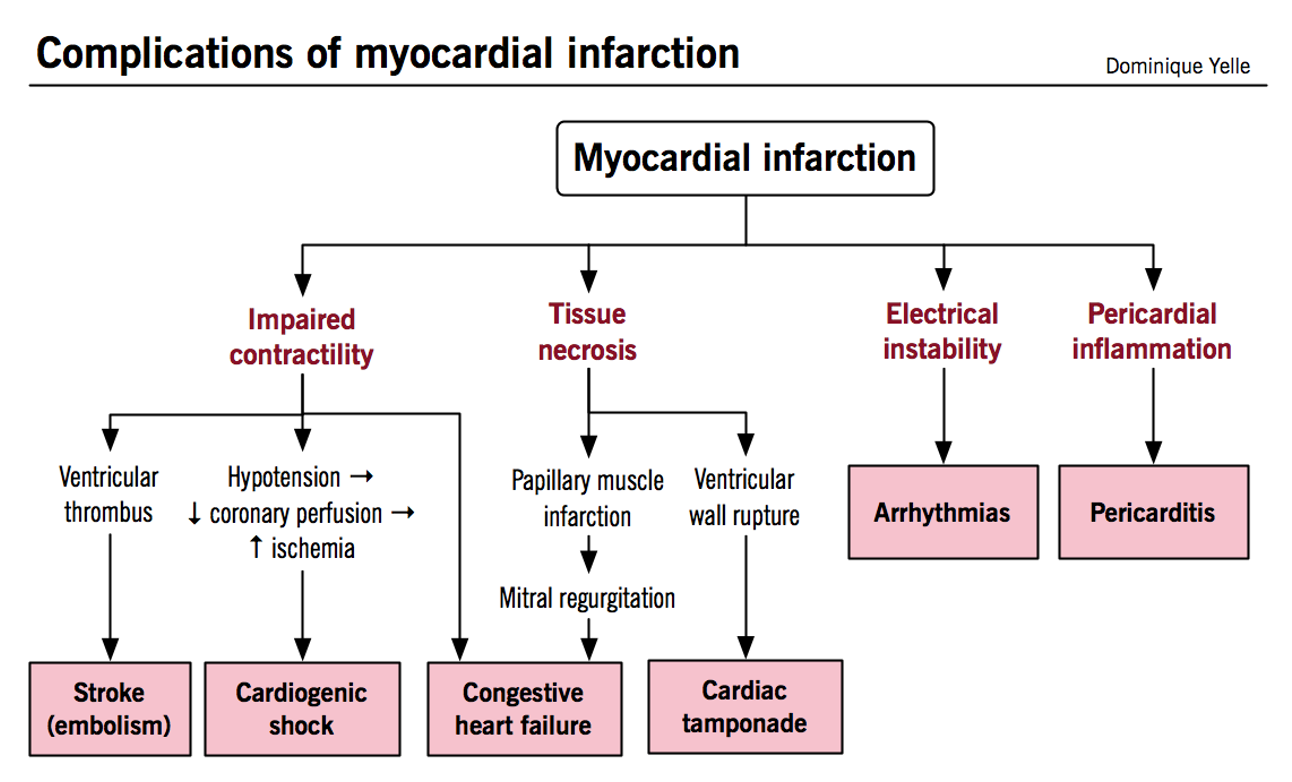 <ul><li><p>Tissue necrosis = death of heart tissue</p></li><li><p>Irreversible tissue damage&nbsp;</p></li><li><p>Acute MI = contractility decreases = blockage can form = stroke</p></li><li><p>Papillary muscle = controls mitral valve&nbsp;</p></li><li><p><mark data-color="yellow" style="background-color: yellow; color: inherit;">What would happen to…</mark></p><ul><li><p><mark data-color="yellow" style="background-color: yellow; color: inherit;">SV</mark></p></li><li><p><mark data-color="yellow" style="background-color: yellow; color: inherit;">CO</mark></p></li><li><p><mark data-color="yellow" style="background-color: yellow; color: inherit;">UOP</mark></p></li></ul></li></ul><p></p>