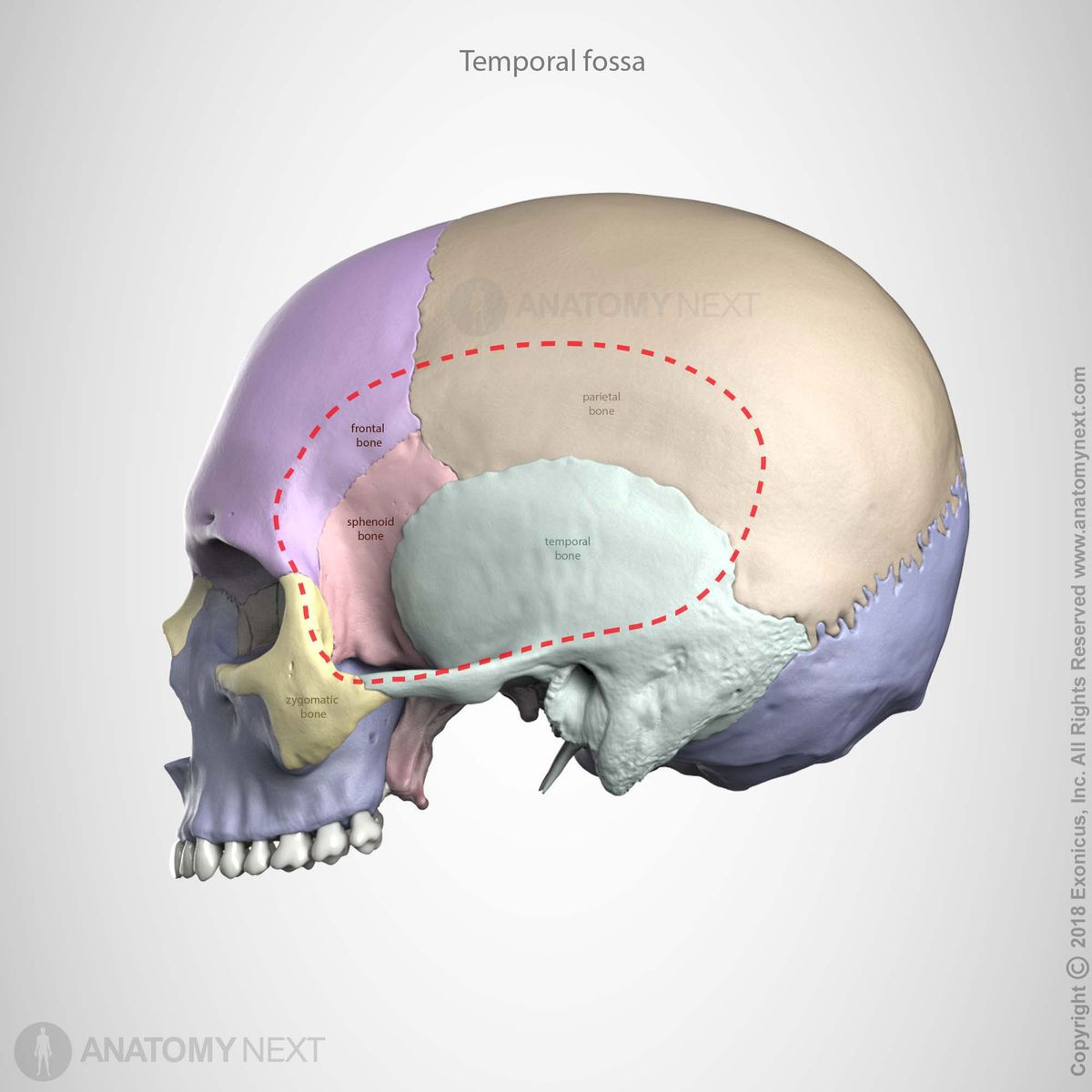 <p>Temporal fossa (formed by parts of frontal, parietal, sphenoid (greater wing), and temporal bones)</p>