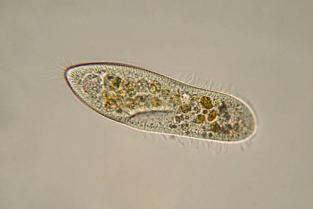 <p>Cilioforat janë protozoat më të përhapura në natyrë dhe lëvizin me <em>Cilie</em>.</p><ul><li><p><strong><em>Paramecium Caudatum / Papuqorja </em>- </strong><em>përfaqësuesi kryesor</em></p></li></ul><p></p>
