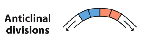 perpendicular division; cells divide side by side