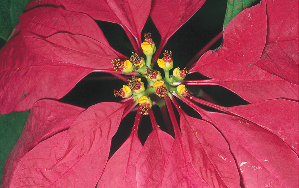 <p>colorful, modified leaves, attract pollinators</p><p>ex: poinsettia</p>