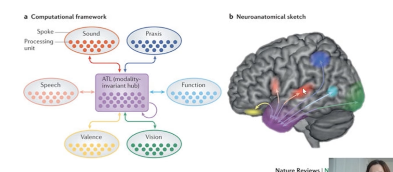 <p>Hub-and-spoke model. </p><p></p><p>It says that the hub (located in the anterior temporal lobe) is a modality specific concept centre where all the abstract information is stored. Hence, it gives us access to information all over the brain. </p><p></p><p>Then, it says that there are spokes which are modality specific sensory and motor areas which are activated by the hub and contain specific information about sensory/motor neural representations of the item. </p><p></p><p>ie. if you want know what an apple looks like, you activate a visual spoke. If you want to know what an apple sounds like, you activate a auditory spoke. </p>