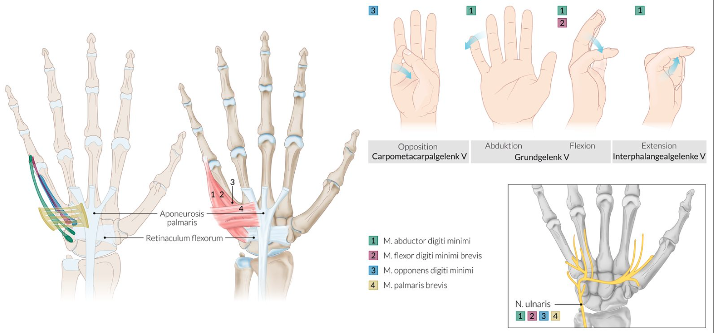 <p>C. Pisiform and trapezium bones</p>