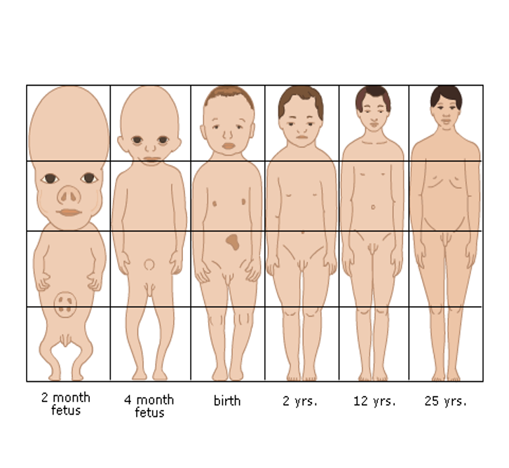 <ul><li><p>birth 1:4</p></li><li><p>adult 1:8</p></li></ul><p></p>