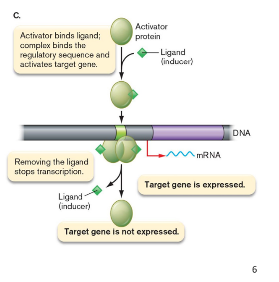 <ul><li><p>stimulate gene expression</p></li><li><p>contacts RNA polymerase positioned at a nearby promoter</p></li><li><p>most are inducers - bind poorly to DNA sequences unless they are bound to their ligand</p></li></ul>