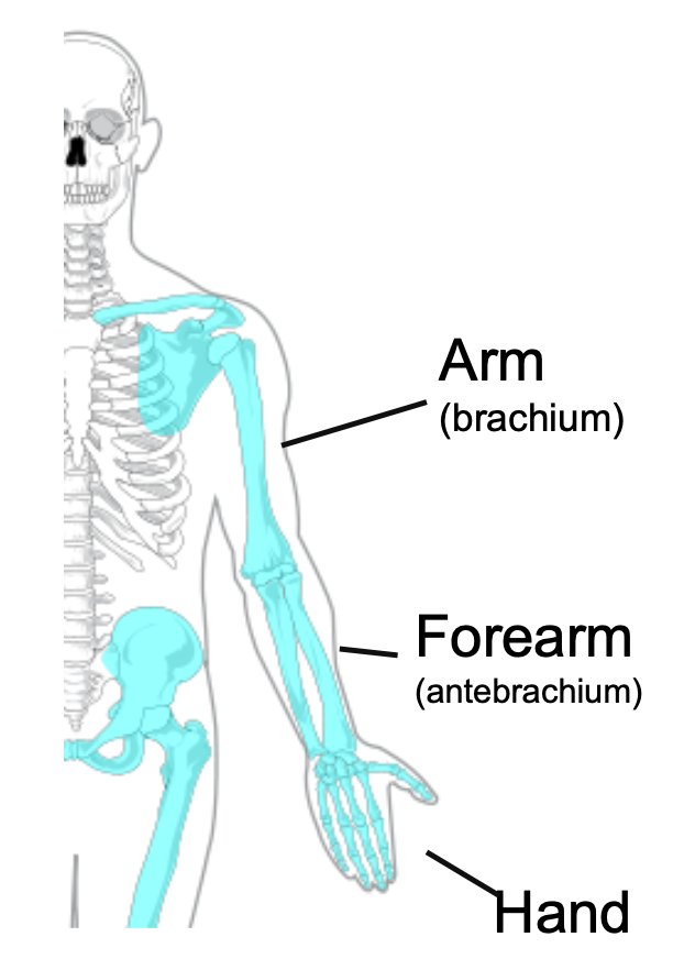 1. Appendicular skeleton 
2. 30 bones
3. Arm 
4. Forearm 
5. Hand 