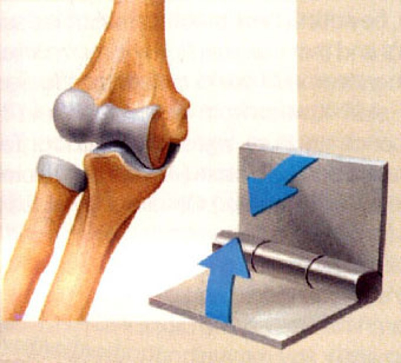 <p>joint between bones (as at the elbow or knee) that permits motion in only one plane</p>