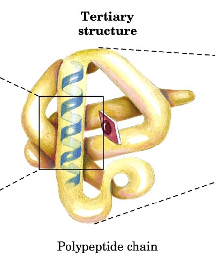 <p>structure of fully folded polypeptide chain into closely packed 3D structures</p><ul><li><p>aka supersecondary structures</p></li></ul><ul><li><p>includes all AA residues (side chains)</p></li><li><p>stabilized by noncovalent interactions between side chains</p></li></ul><p></p>