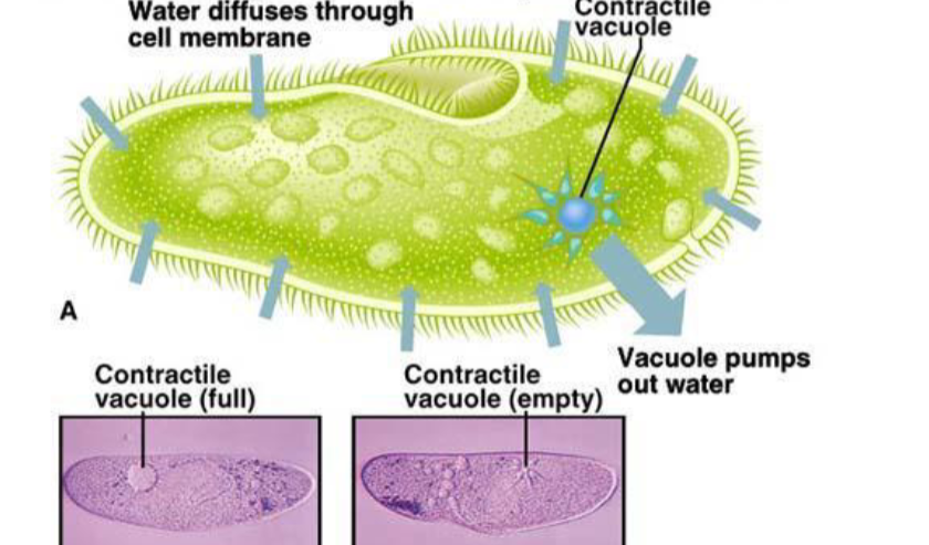 <p>help osmoregulation by allowing freshwater to diffuse into the cell but then being pumped out by vacuole to reduce water pressure. Pumps from low to high.</p>