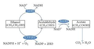 <ol><li><p>The alcohol dehydrogenase (ADH) pathway → ADH and NAD+ remove hydrogens from alcohol to form acetaldehyde and NADH</p></li><li><p>Acetaldehyde dehydrogenase (ALDH) pathway → ALDH and NAD+ remove hydrogen from acetaldehyde to form acetate and NADH</p></li></ol><p></p>