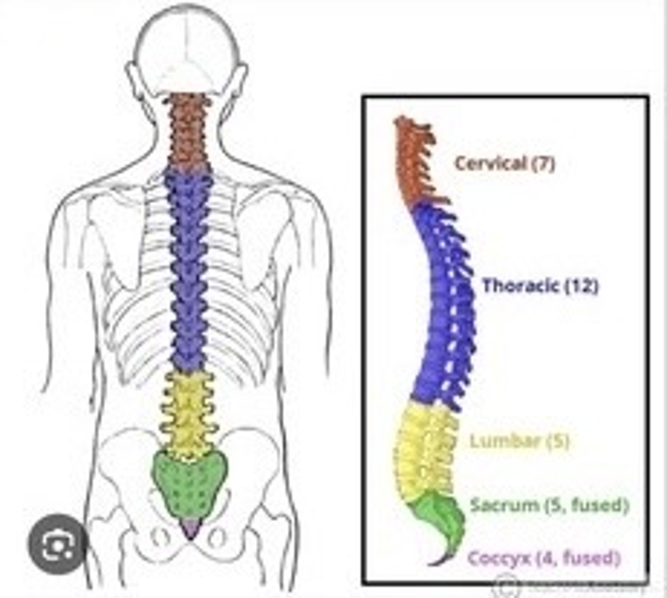 <p>Series of vertebrae forming the spine.</p>