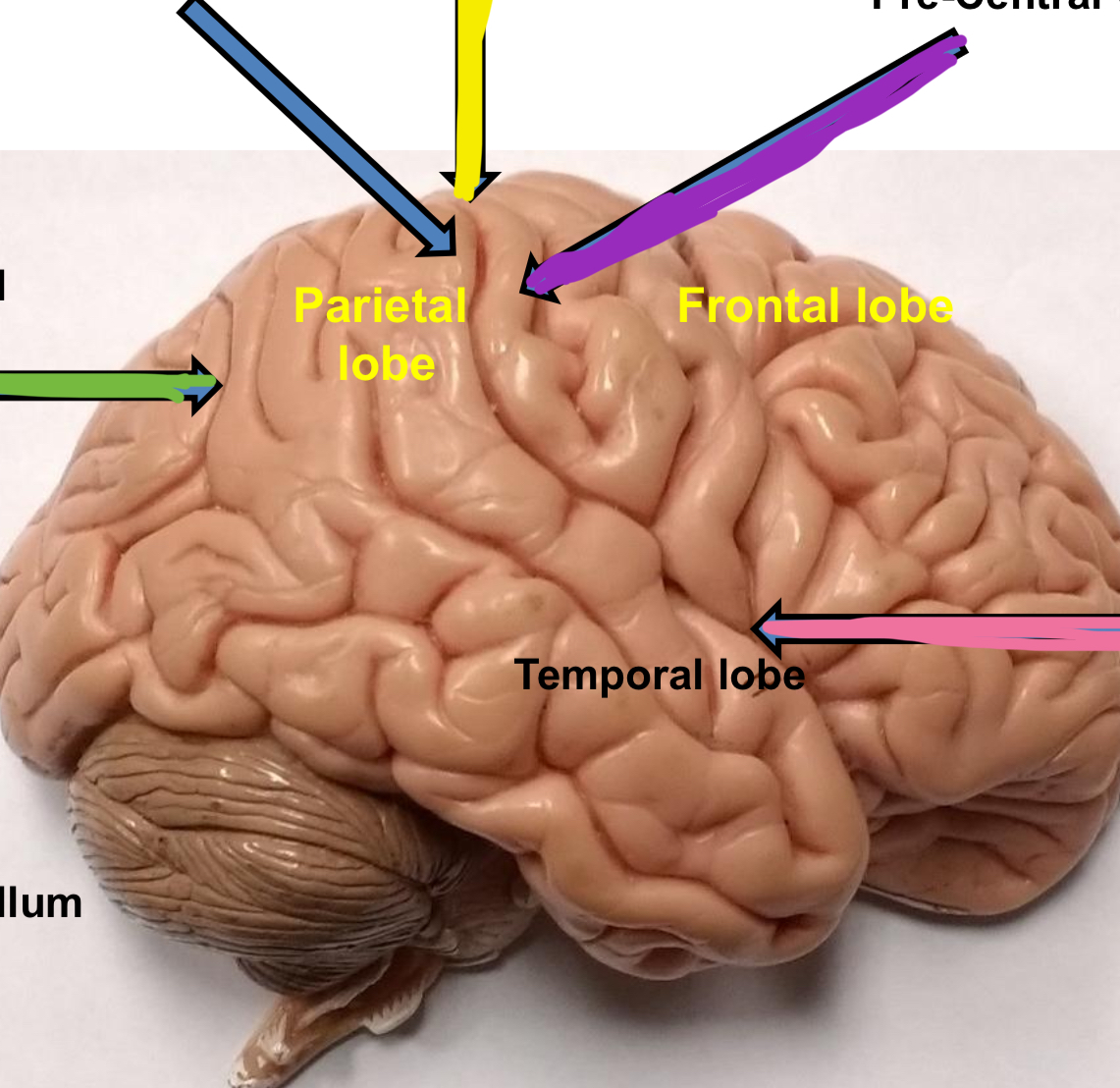 <p>Green points to what external part of the brain</p>