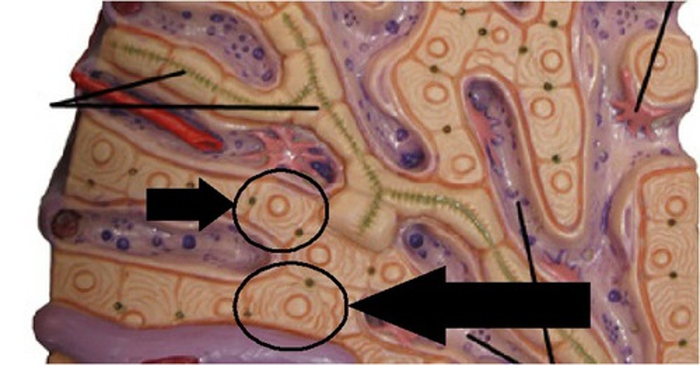 <p>The main functional cells of the liver.</p>
