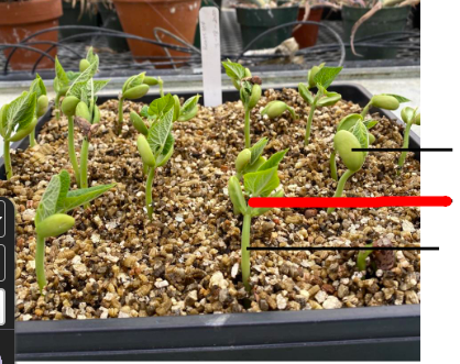 <p>What is being depicted in this 1 week old bean seedling</p>