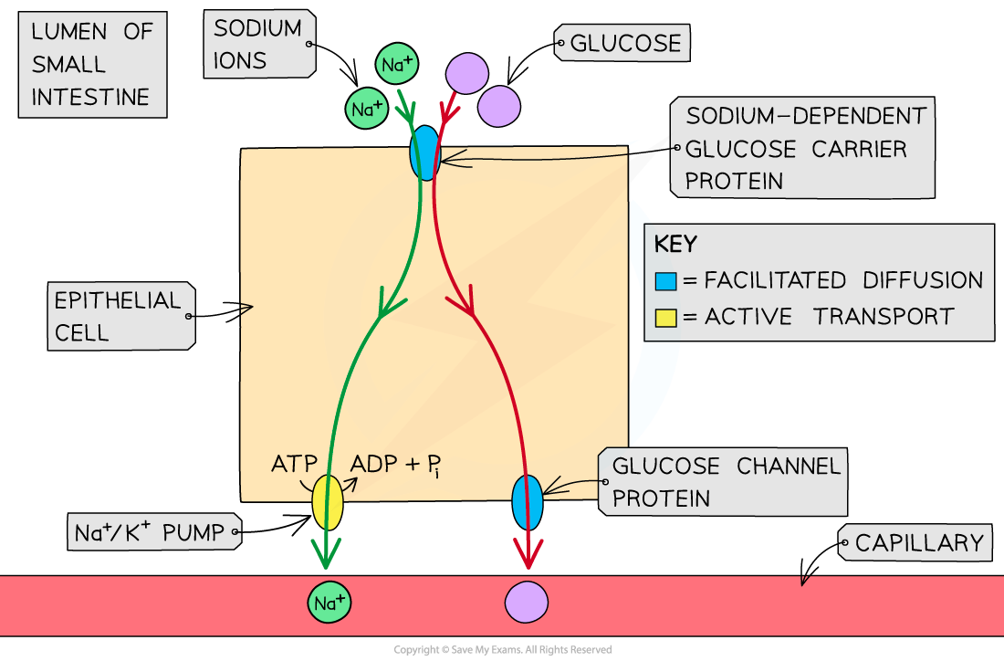 <p>Glucose is absorbed into tthe bloodstream in the small intestine</p><p>In the ileum the concentration of glucose is too low for glucose to diffuse into the blood. So glucose is absorbed from the lumen of the ileum by co-transport</p><p></p><p>Sodium ions are actively transported out of the ileum epithelial cell into the blood by the sodium potassium pump. This creates a concentration gradient - there’s now a higher concentration of sodium ions in the lumen of the ileum than inside the cell </p><p>This causes sodium ions to diffuse from the lumen of the ileum into the epithileal cell down their concentration gradient via the sodium glucose co-transporter proteins</p><p>The co-transporter contains glucose into the cell with the sodium</p><p>as a result the concentration of glucose inside the cell increases</p><p>Glucose diffuses out of the cell, into the blood, down its concentration gradient through a protein channel</p>