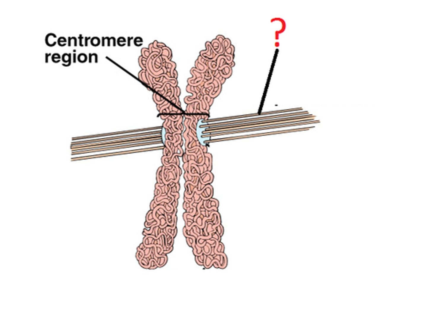 <p>A specialized region on the centromere that links each sister chromatid to the mitotic spindle.</p>