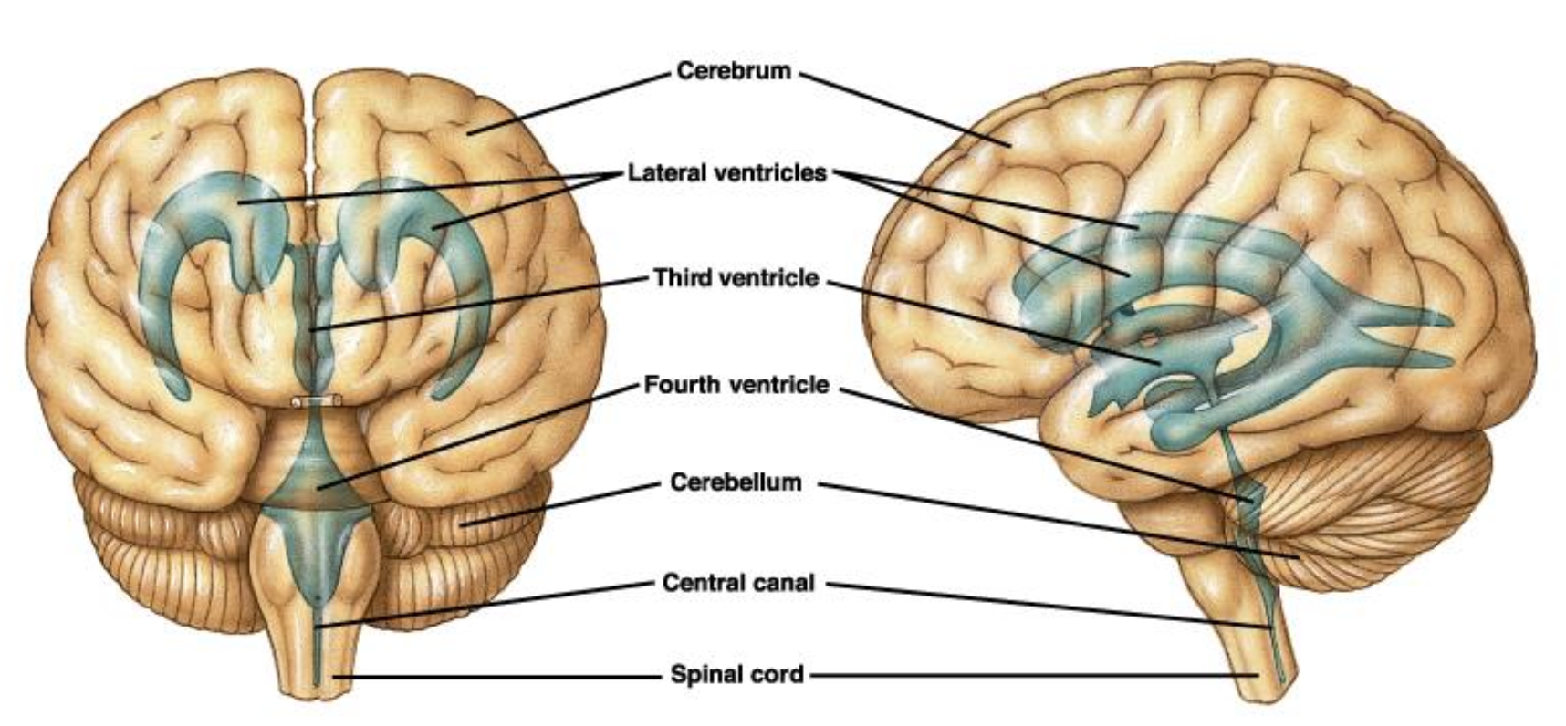 <ul><li><p><strong><mark data-color="purple" style="background-color: purple; color: inherit;">Lateral ventricles</mark></strong></p></li></ul><p></p>