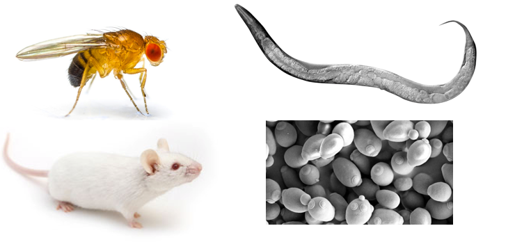 <p>model organism</p>