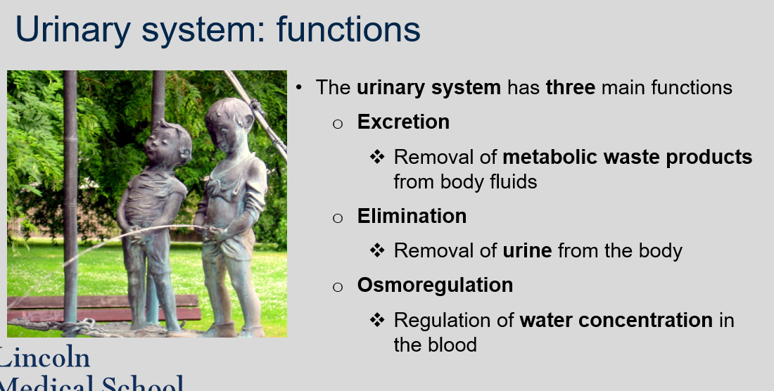 Elimination is the process by which urine is removed from the body. 