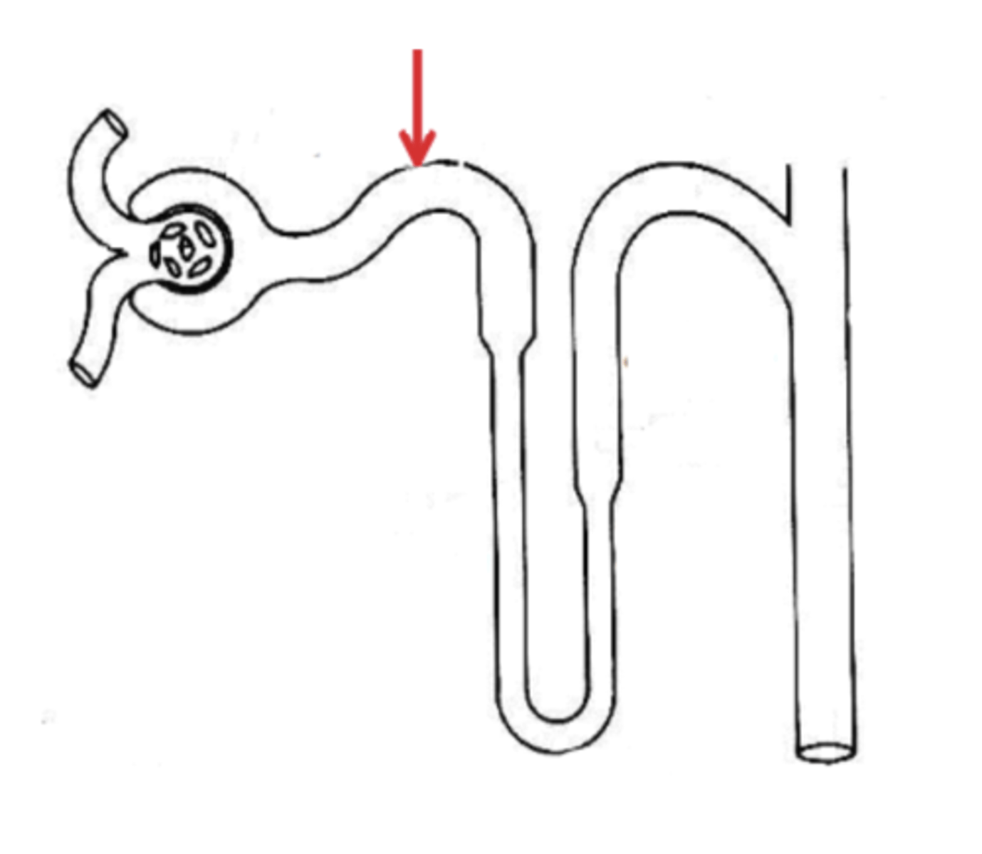 <p>Name the region in the diagram below, indicated by the red arrow.</p>