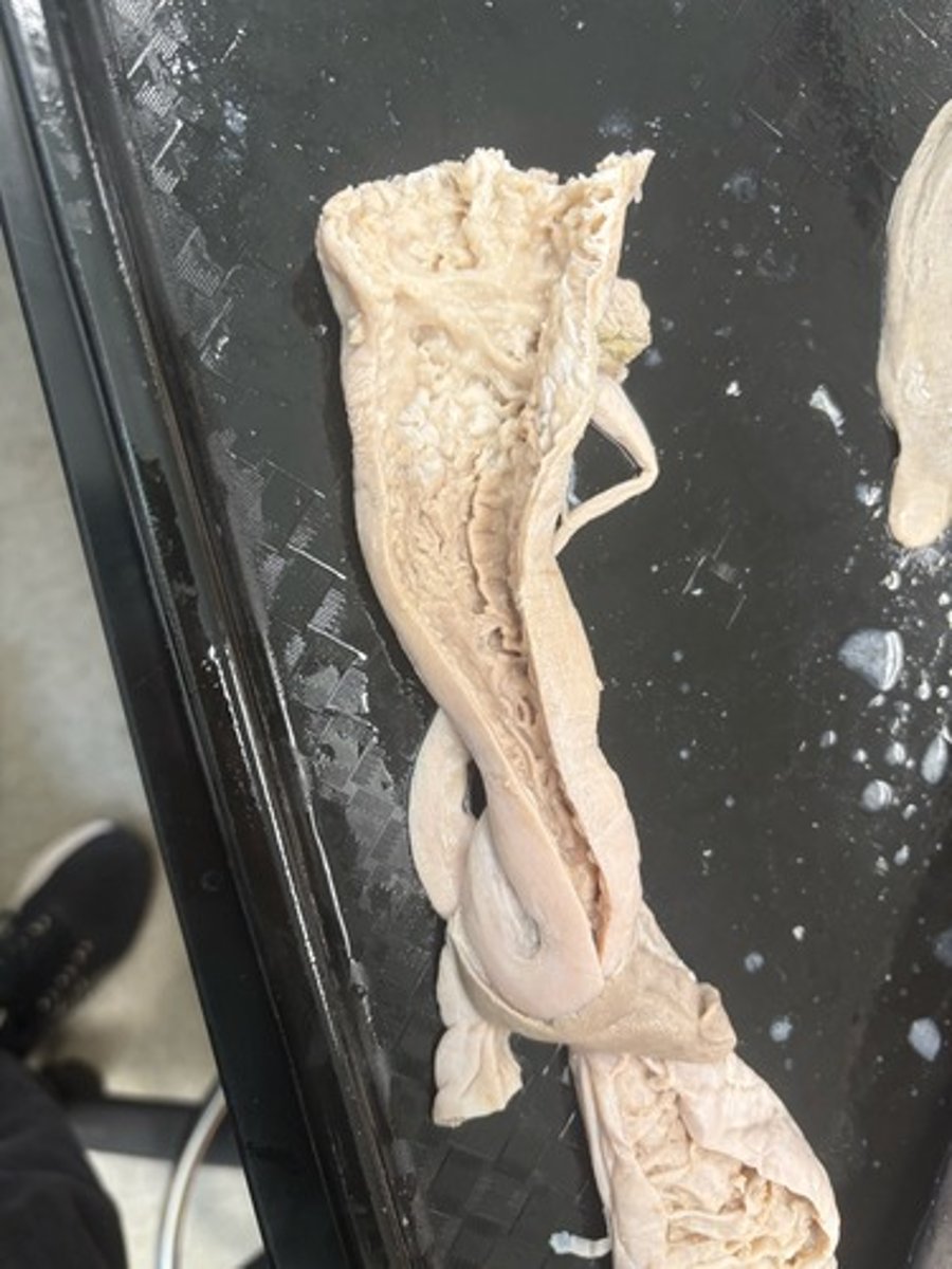 <p>Structures top to bottom and animal</p>