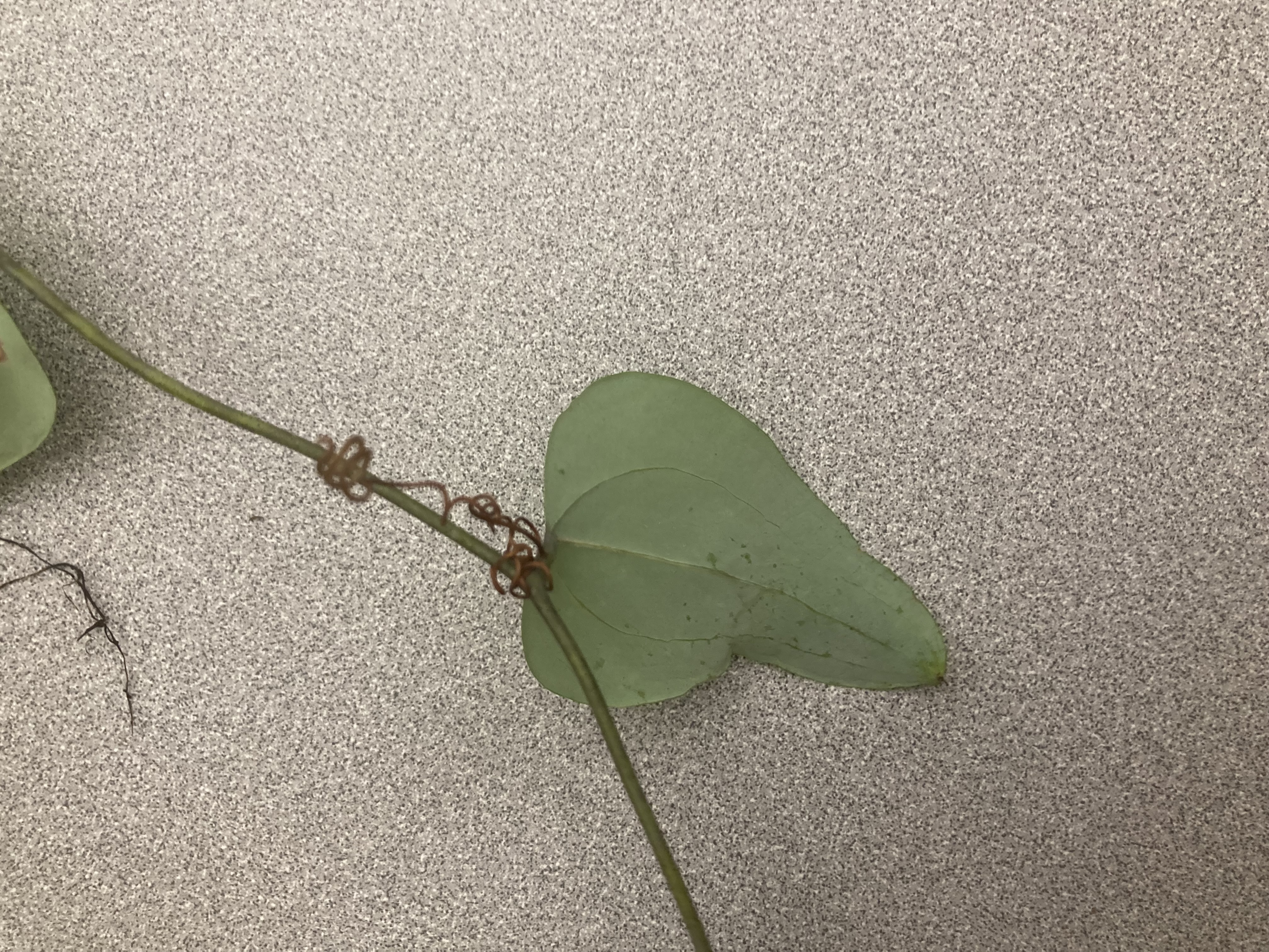 What is this plant?