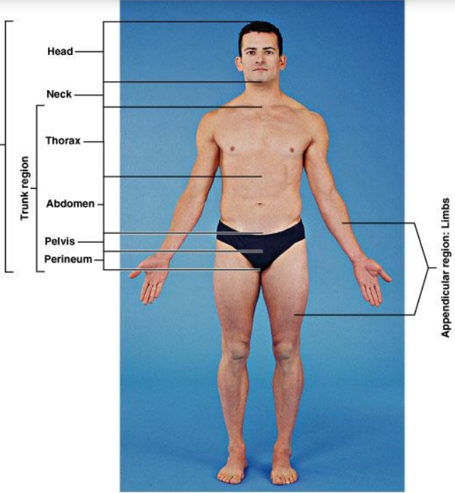 <p>Neck, thorax, abdomen, pelvis and perineum</p>