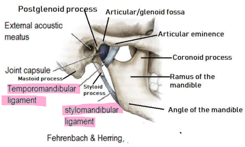 <p>prevents excessive retraction of the mandible</p>