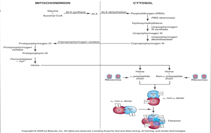 <p>Where hemoglobin synthesis begins</p>