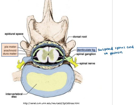 <p>Denticulate ligament (attach spinal cord to dura matter)</p>