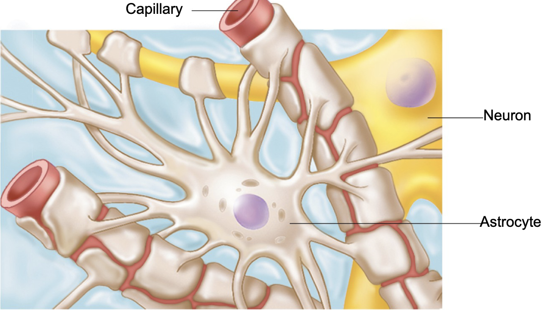 <ol><li><p>support and hold neurons in place</p></li><li><p>help with nutrient exchange between blood and neurons</p></li><li><p>guide young neurons during brain development</p></li><li><p>keep chemical balance around neurons</p></li><li><p>respond to nerve signals and chemicals</p></li><li><p>help with processing info in brain</p></li></ol><p></p>