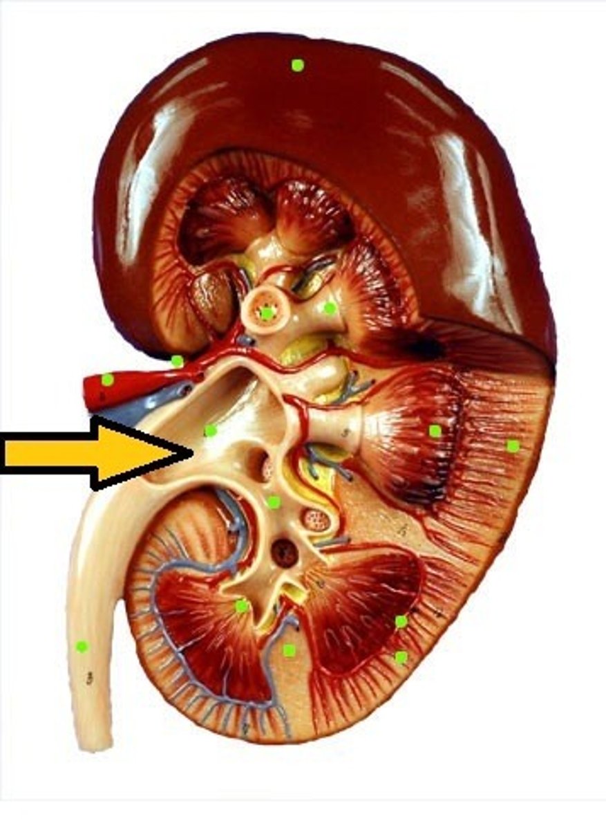 <p>What part of the kidney is this?</p>
